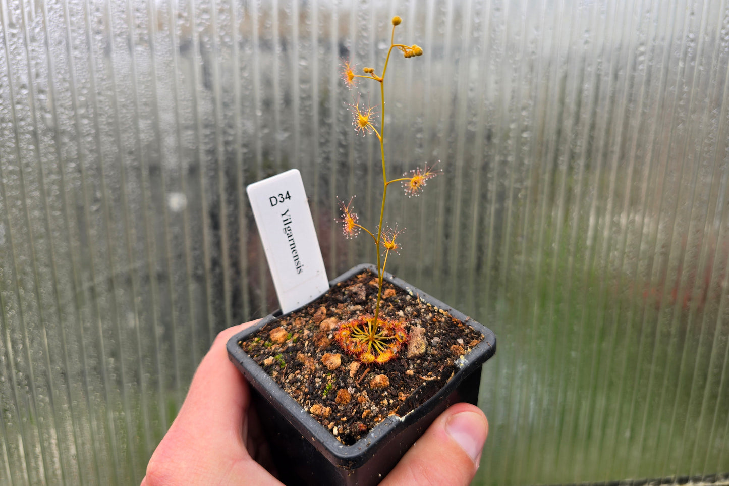 Drosera yilgarnensis - Tuberous Sundew