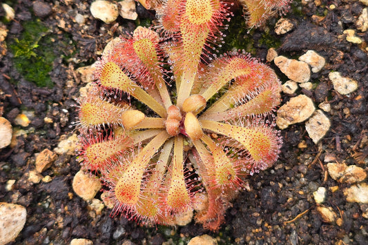 Drosera 'Snyderi' - Sundew