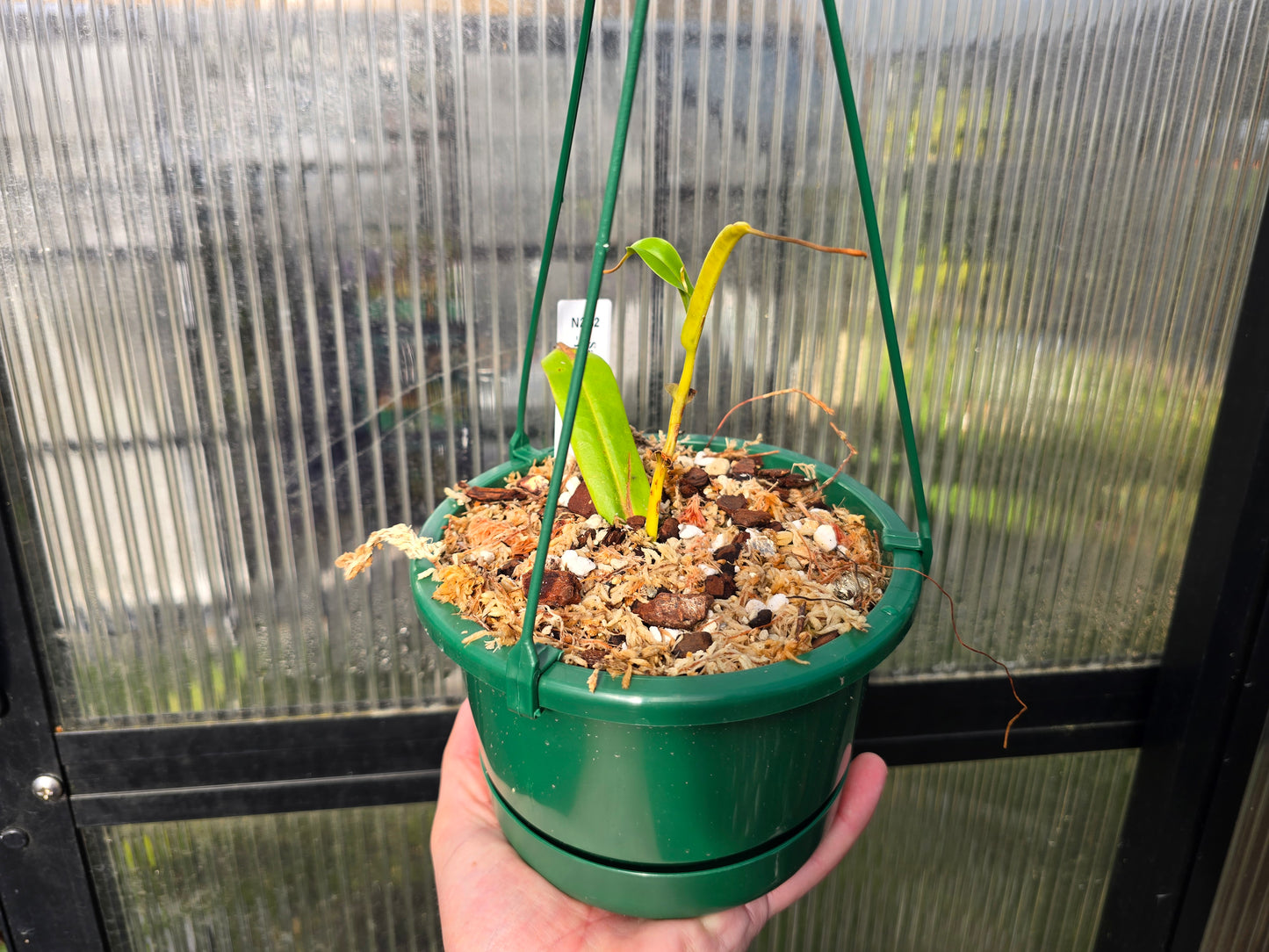 Nepenthes sanguinea 'Dark Form' - Intermediate Tropical Pitcher Plant