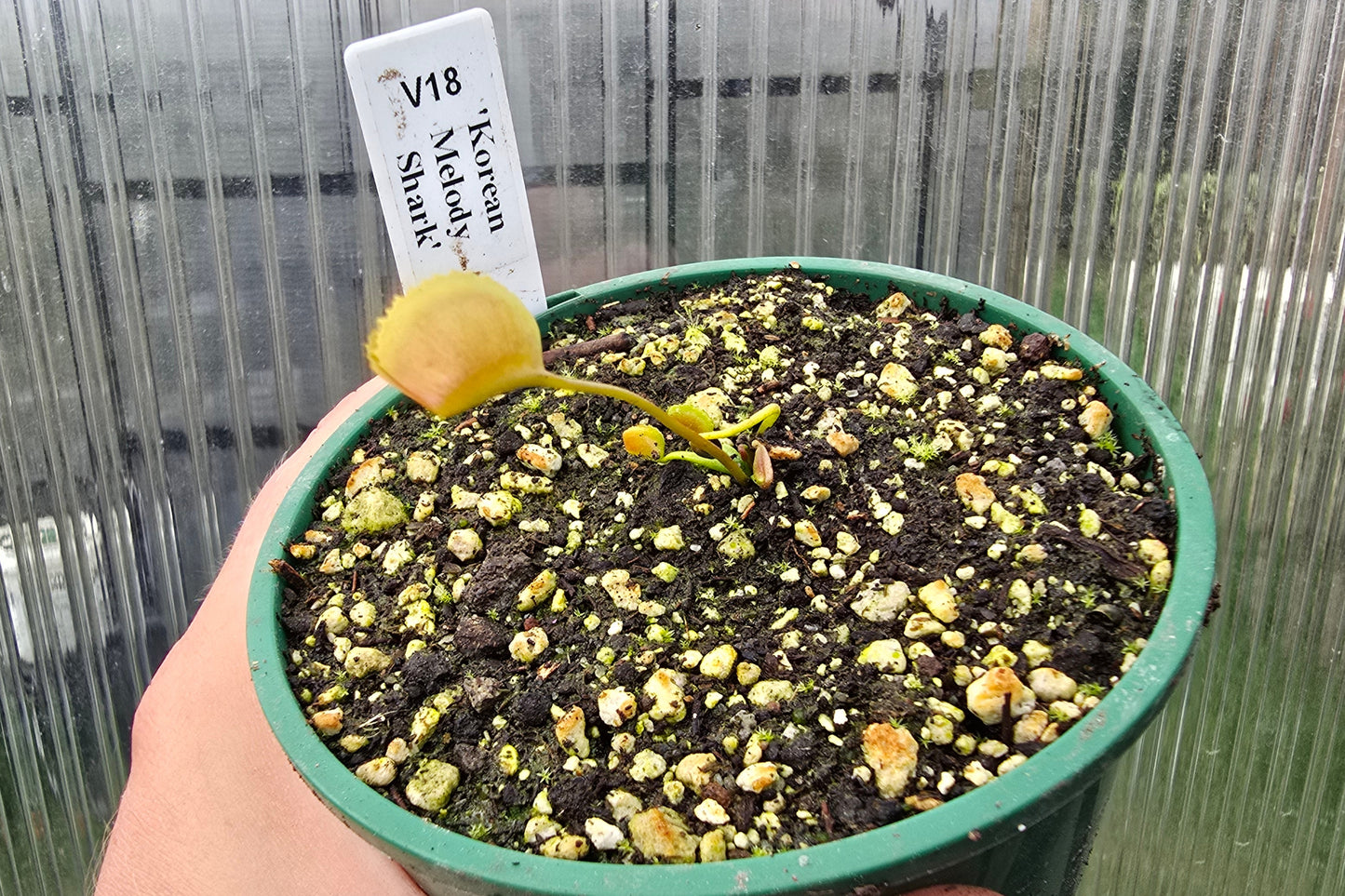 Dionaea muscipula 'Korean Melody Shark' - Venus Fly Trap
