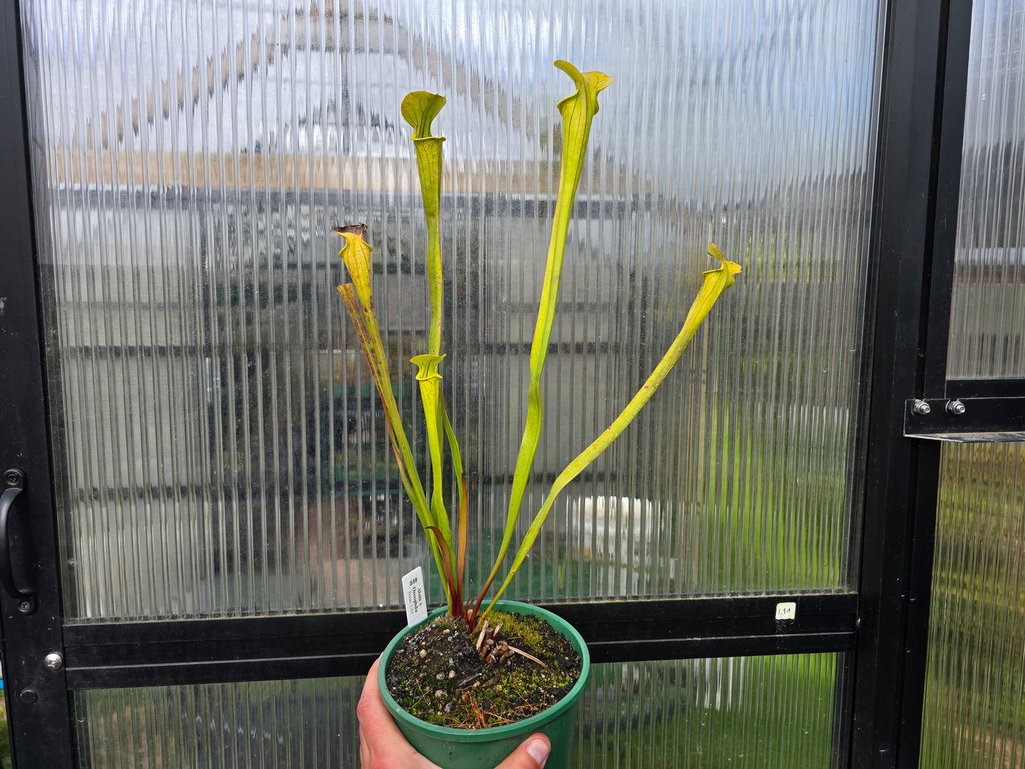Sarracenia alata x oreophila (Texas, USA) - American Pitcher Plant