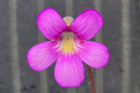 Pinguicula 'Marciano' - Mexican Butterwort