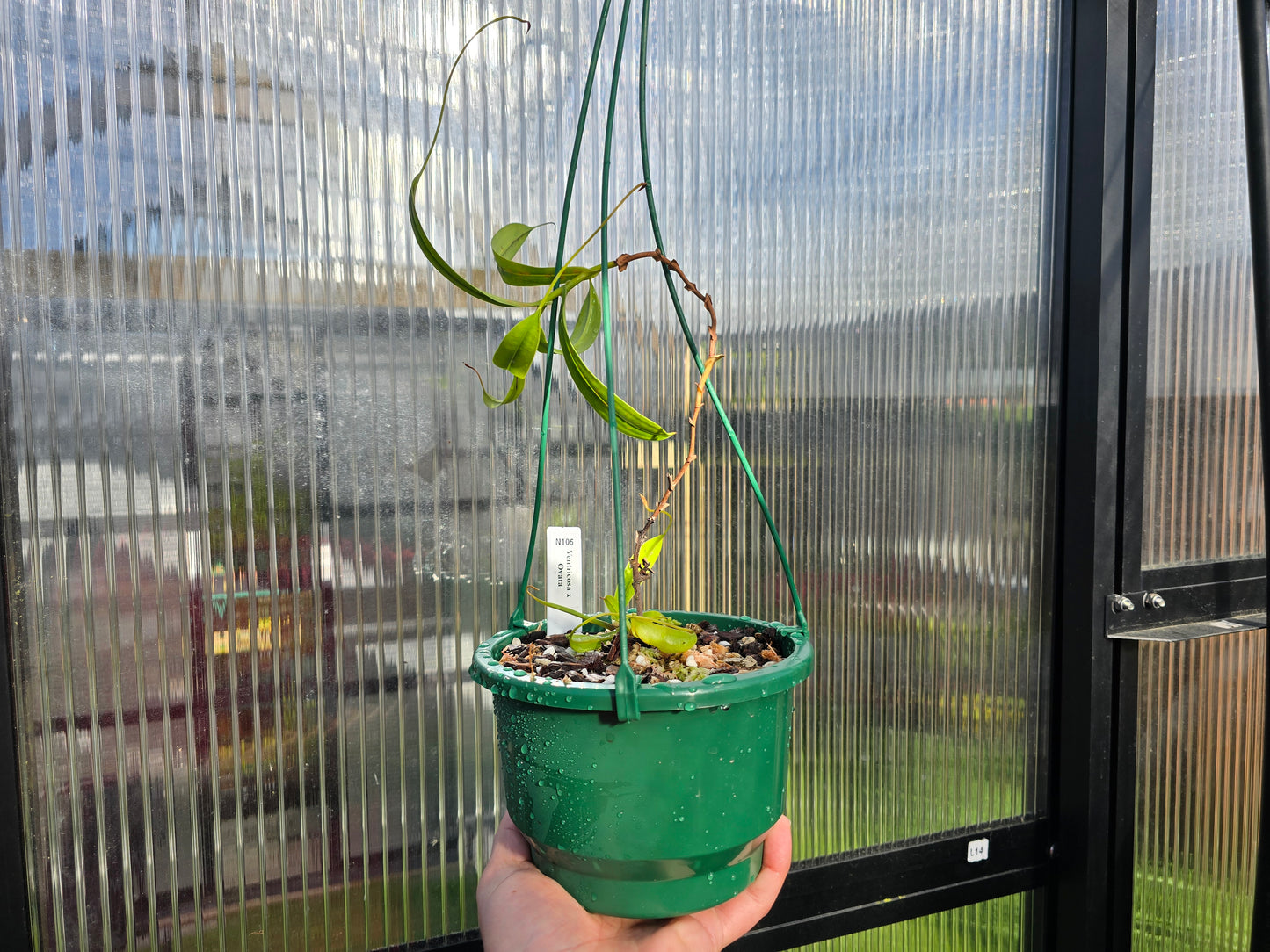 Nepenthes ventricosa x ovata - Highland Tropical Pitcher Plant