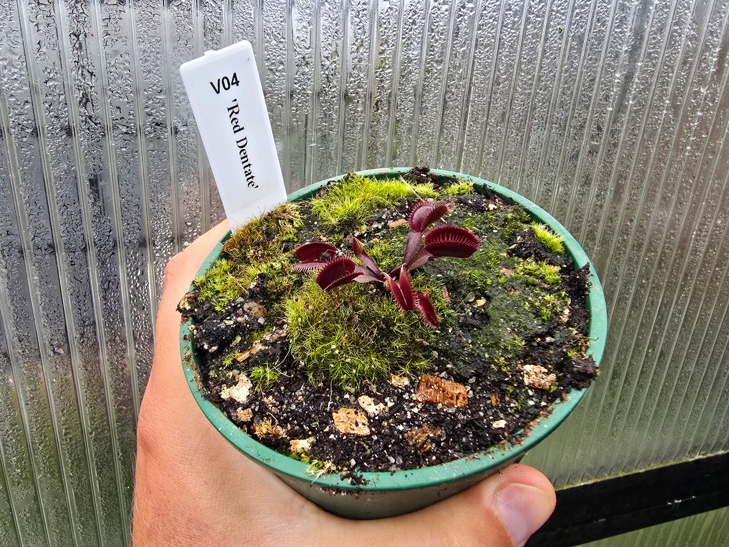 Dionaea muscipula 'Red Dentate' - Venus Fly Trap