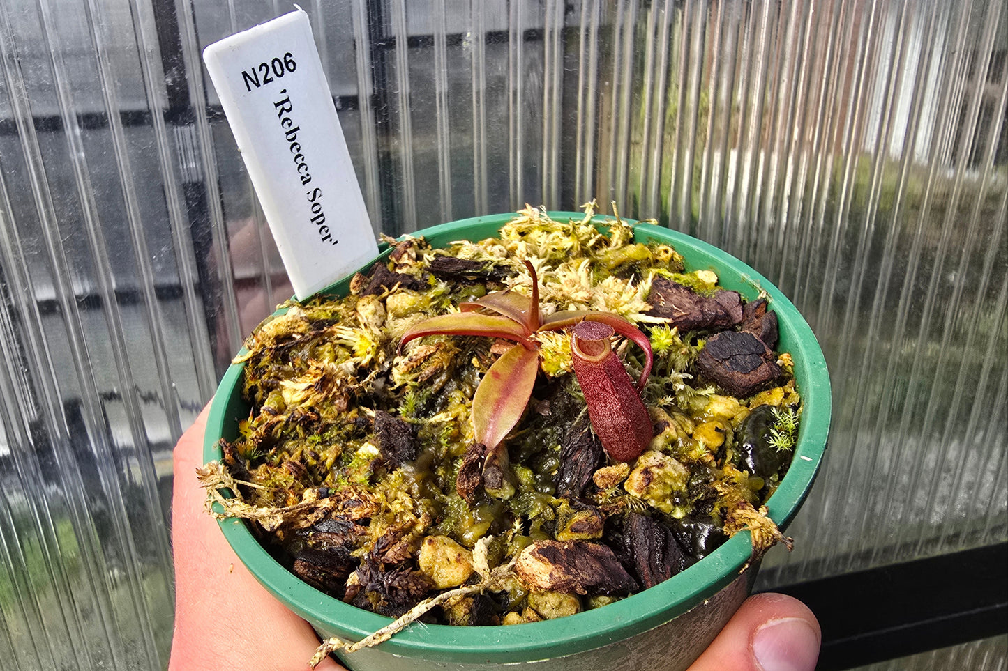 Nepenthes 'Rebecca Soper' - Highland Tropical Pitcher Plant