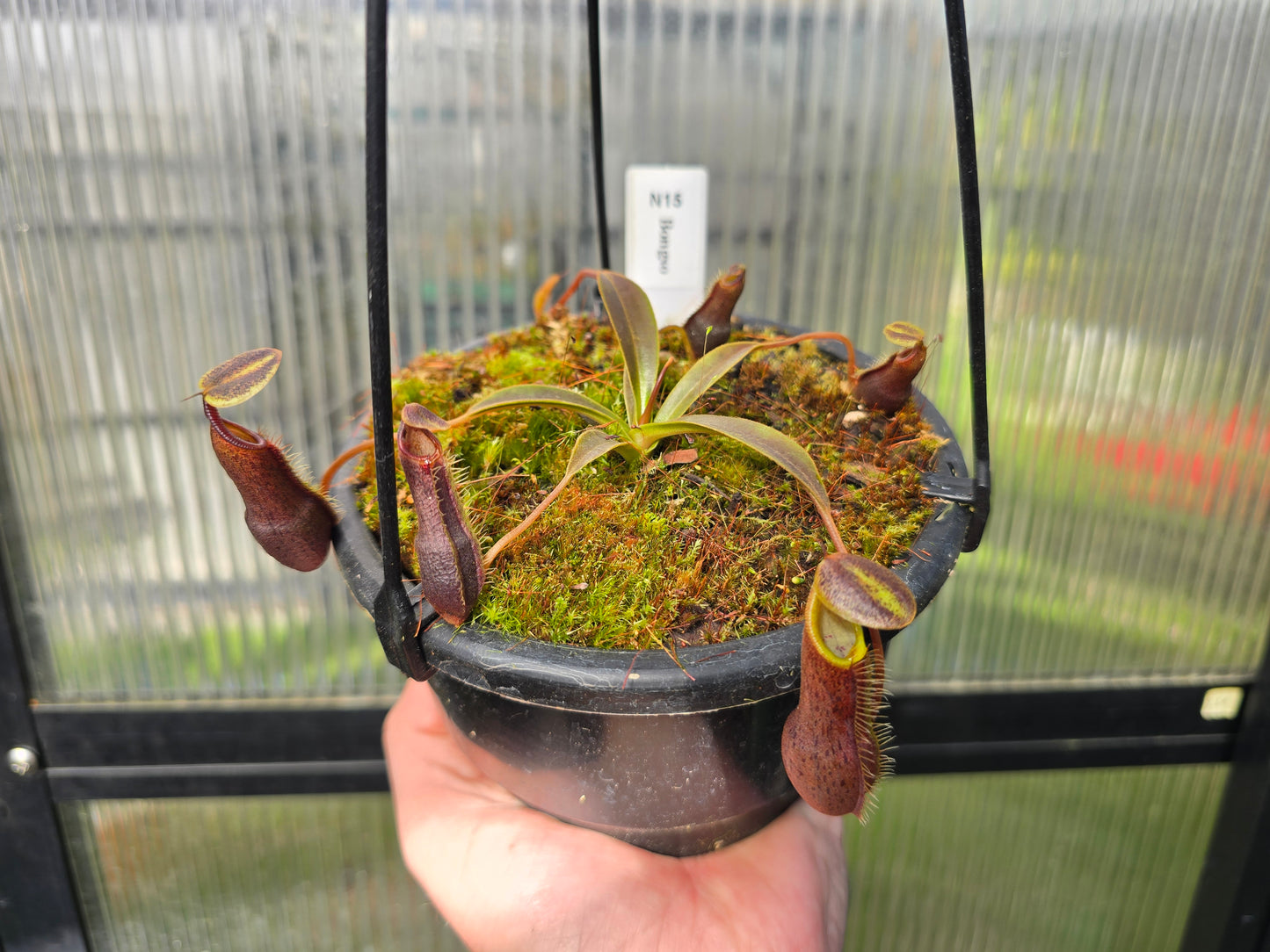 Nepenthes bongso - BE-3036  - Highland Tropical Pitcher Plant