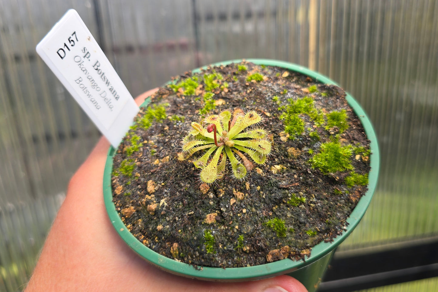 Drosera sp. Botswana (Okavango Delta, Botswana) - Sundew