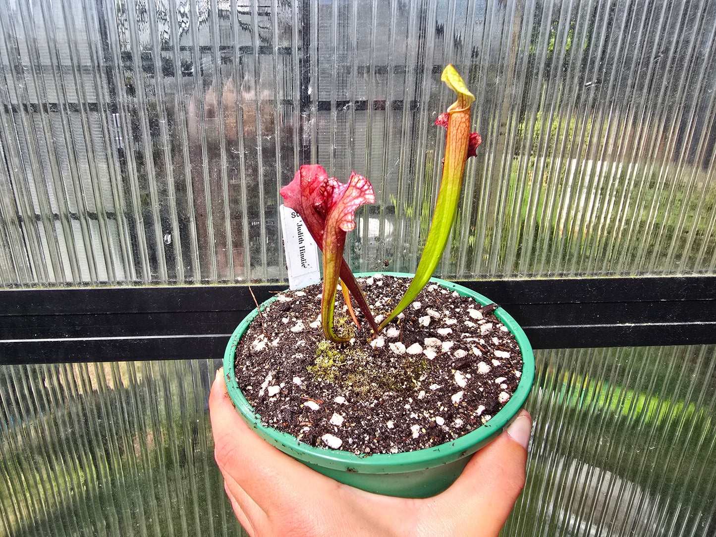 Sarracenia 'Judith Hindle' - American Pitcher Plant