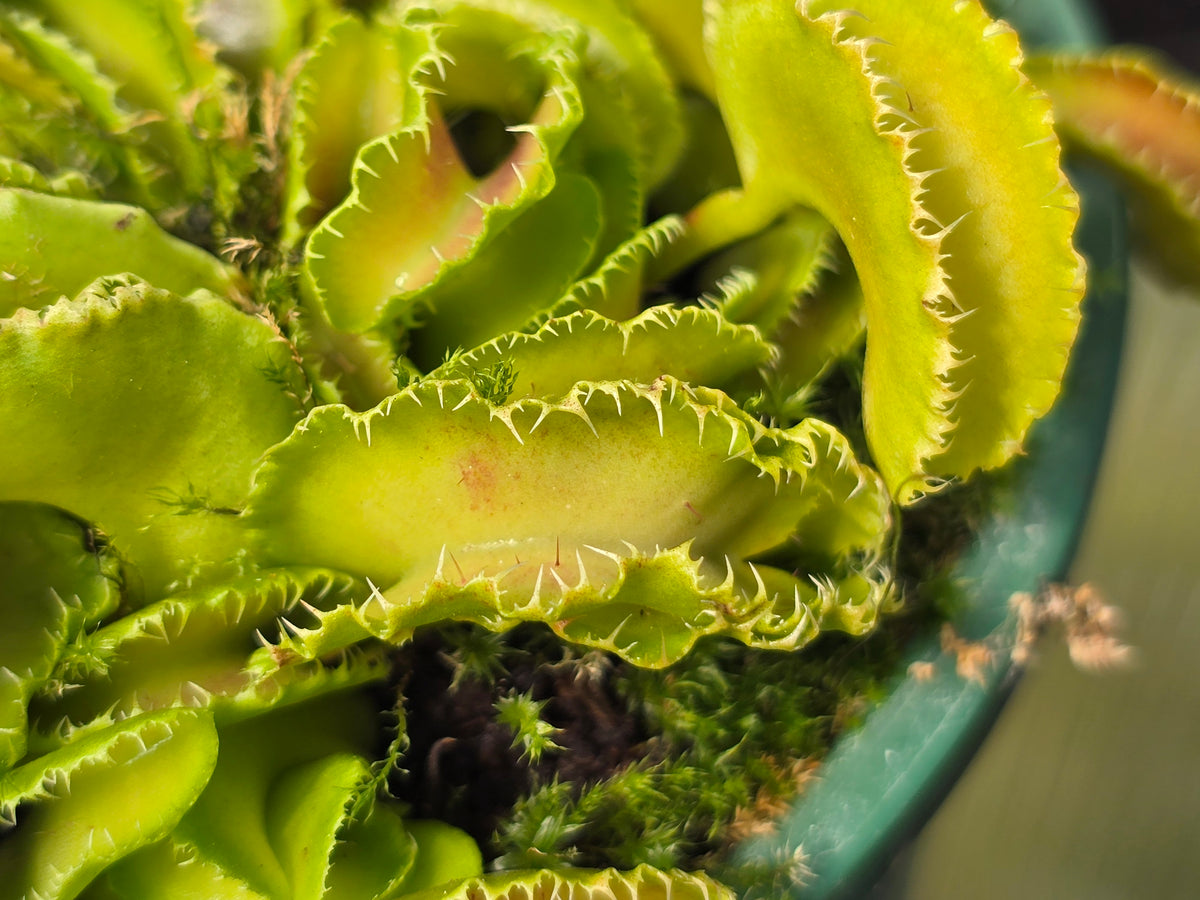 Dionaea muscipula 'Kim Jong Il' - Venus Fly Trap