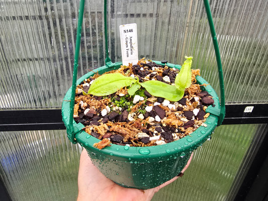 Nepenthes ampullaria 'Green Form' - Lowland Tropical Pitcher Plant