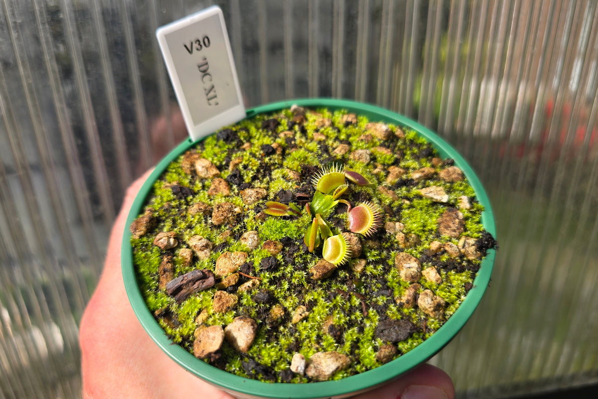Dionaea muscipula 'DC XL’ - Venus Fly Trap