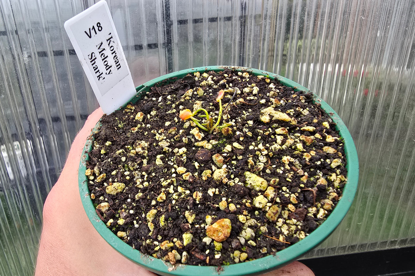 Dionaea muscipula 'Korean Melody Shark' - Venus Fly Trap