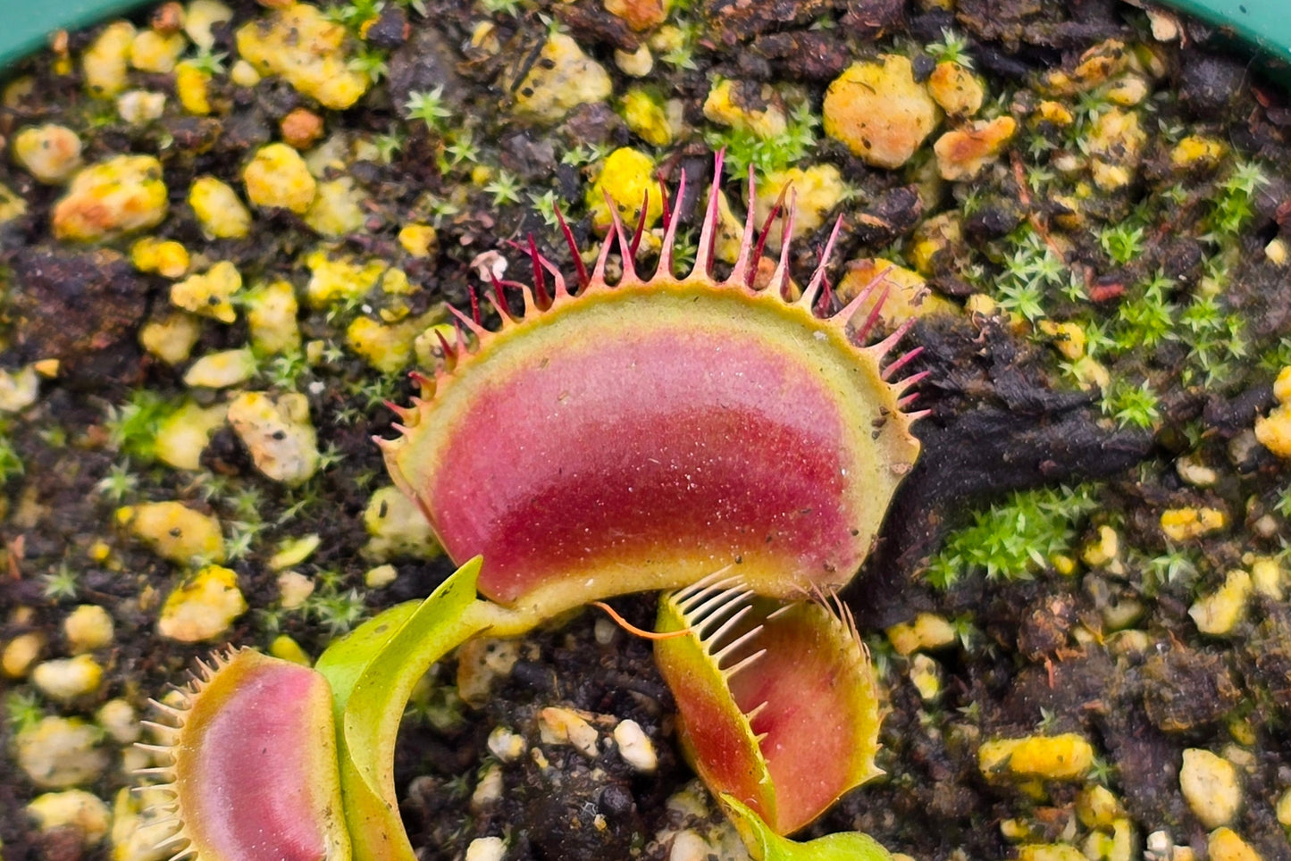 Dionaea muscipula 'Unkown' F1 - Venus Fly Trap