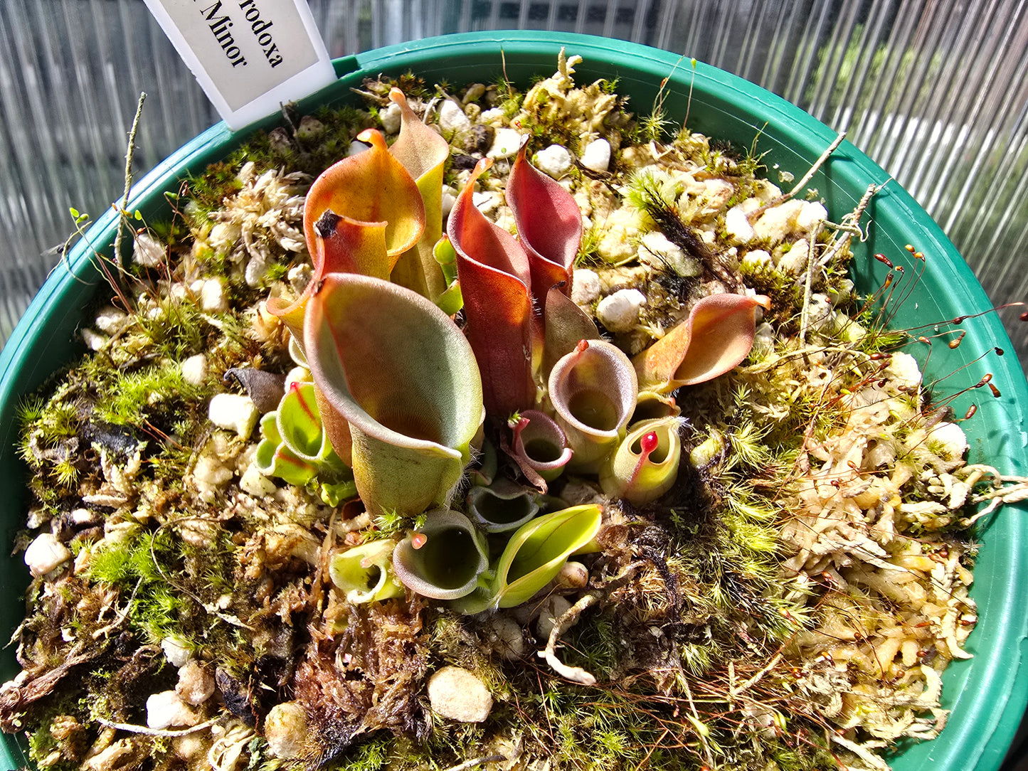 Heliamphora heterodoxa x minor - Sun Pitcher
