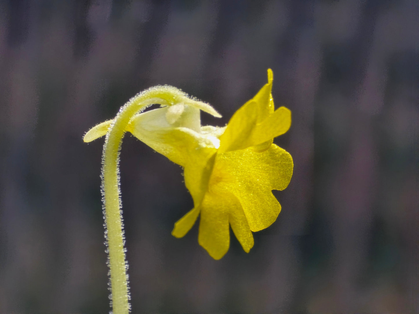 Pinguicula lutea (Liberty County, Florida, USA) - Warm Temperate Yellow Butterwort