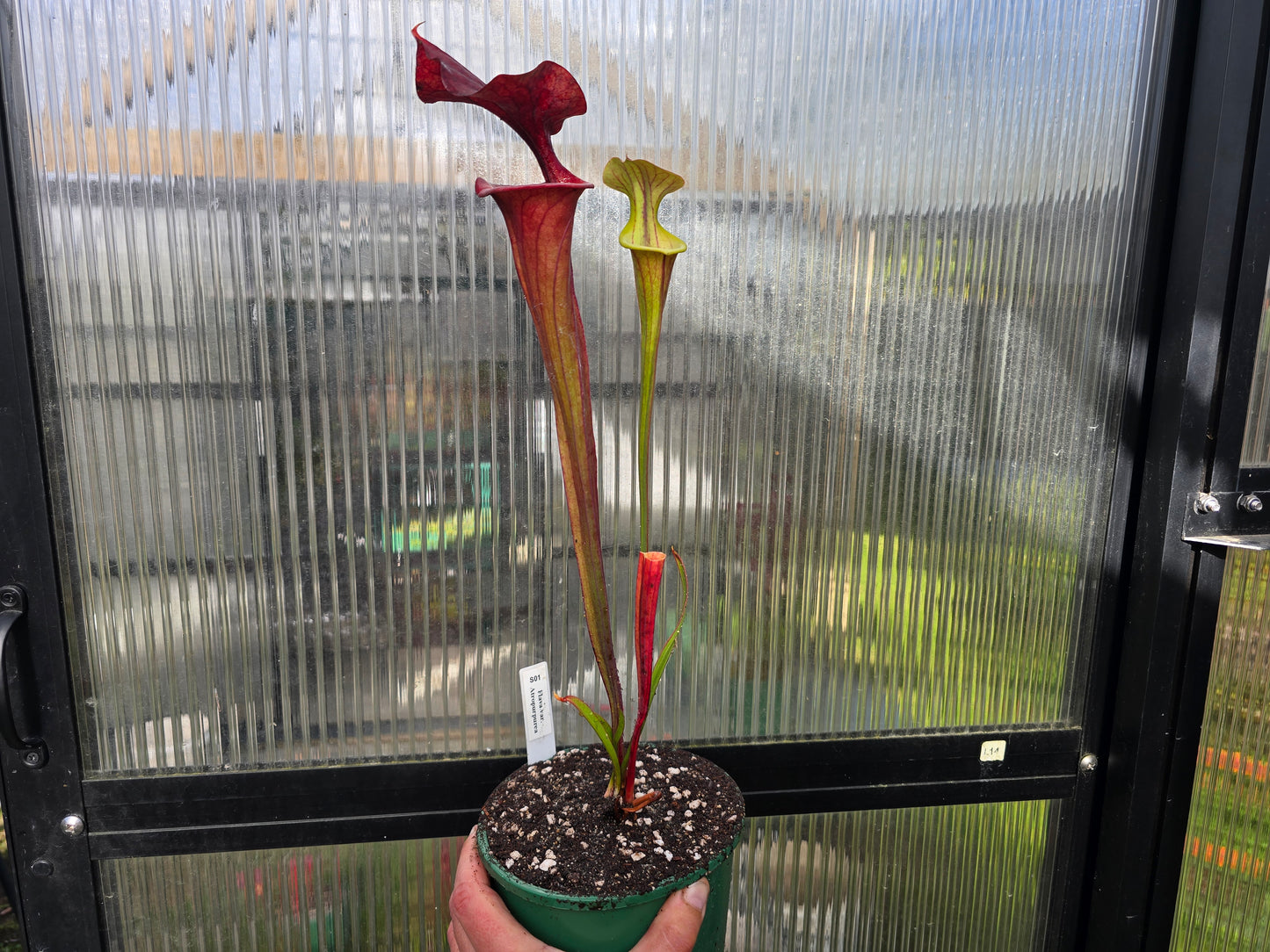 Sarracenia flava var. atropurpurea - American Pitcher Plant