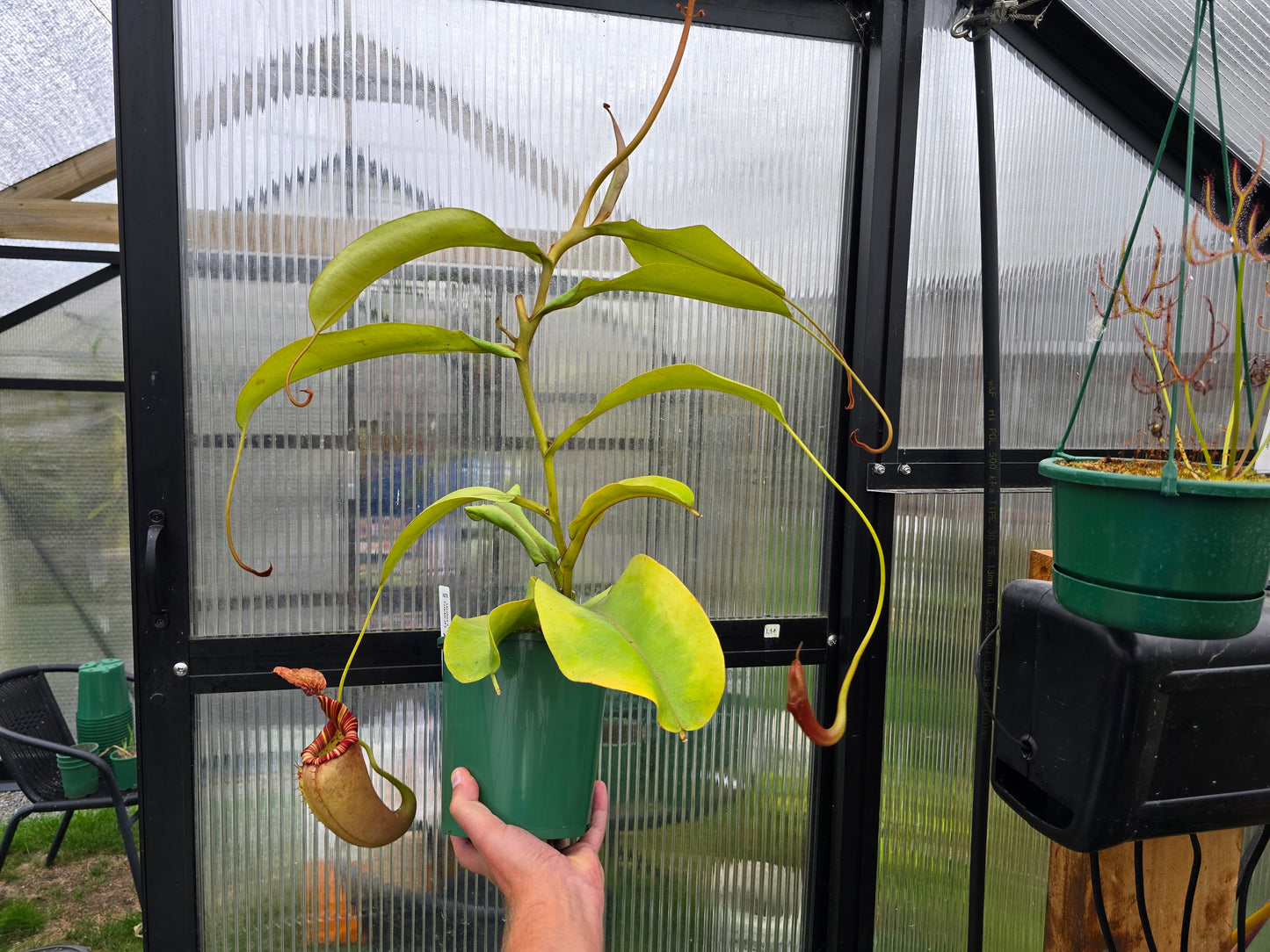 Nepenthes maxima x veitchii (Female) - Intermediate Tropical Pitcher Plant