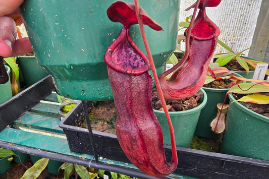 Nepenthes kampotiana - Intermediate Tropical Pitcher Plant