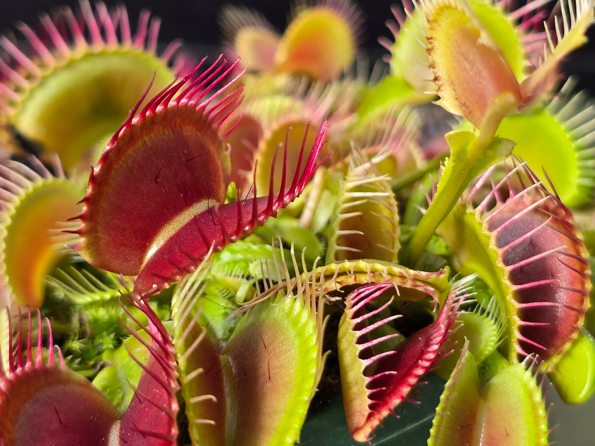 Dionaea muscipula 'Schuppenstiel I' - Venus Fly Trap