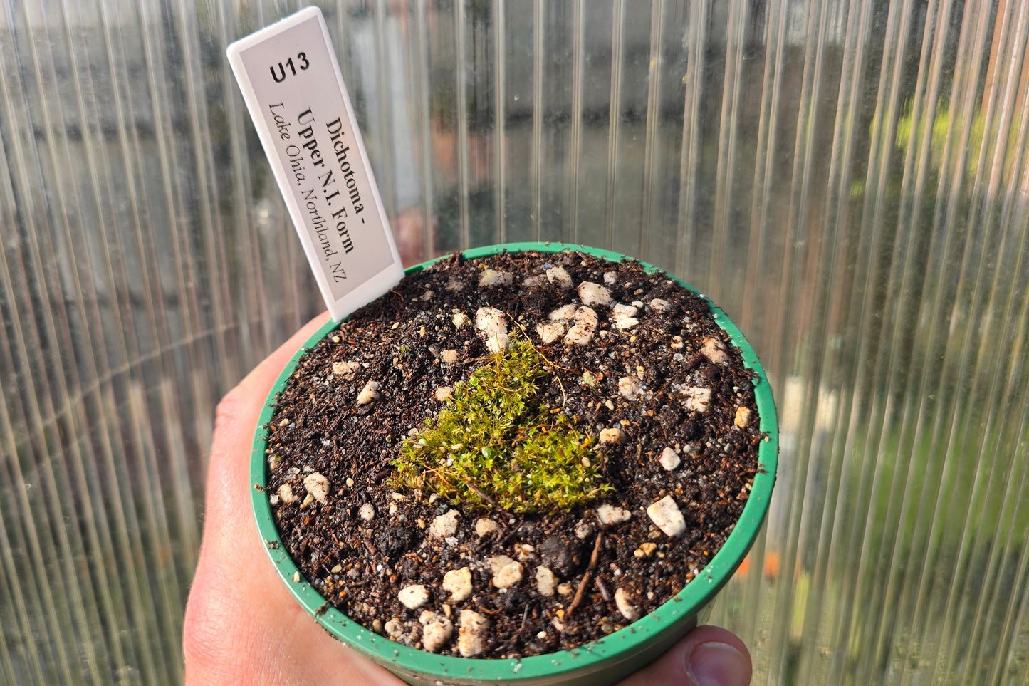 Utricularia dichotoma - Upper N.I. Form (Lake Ohia, Northland, NZ) - Terrestrial Bladderwort