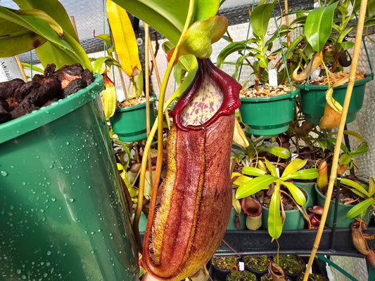 Nepenthes adrianii - Highland Tropical Pitcher Plant