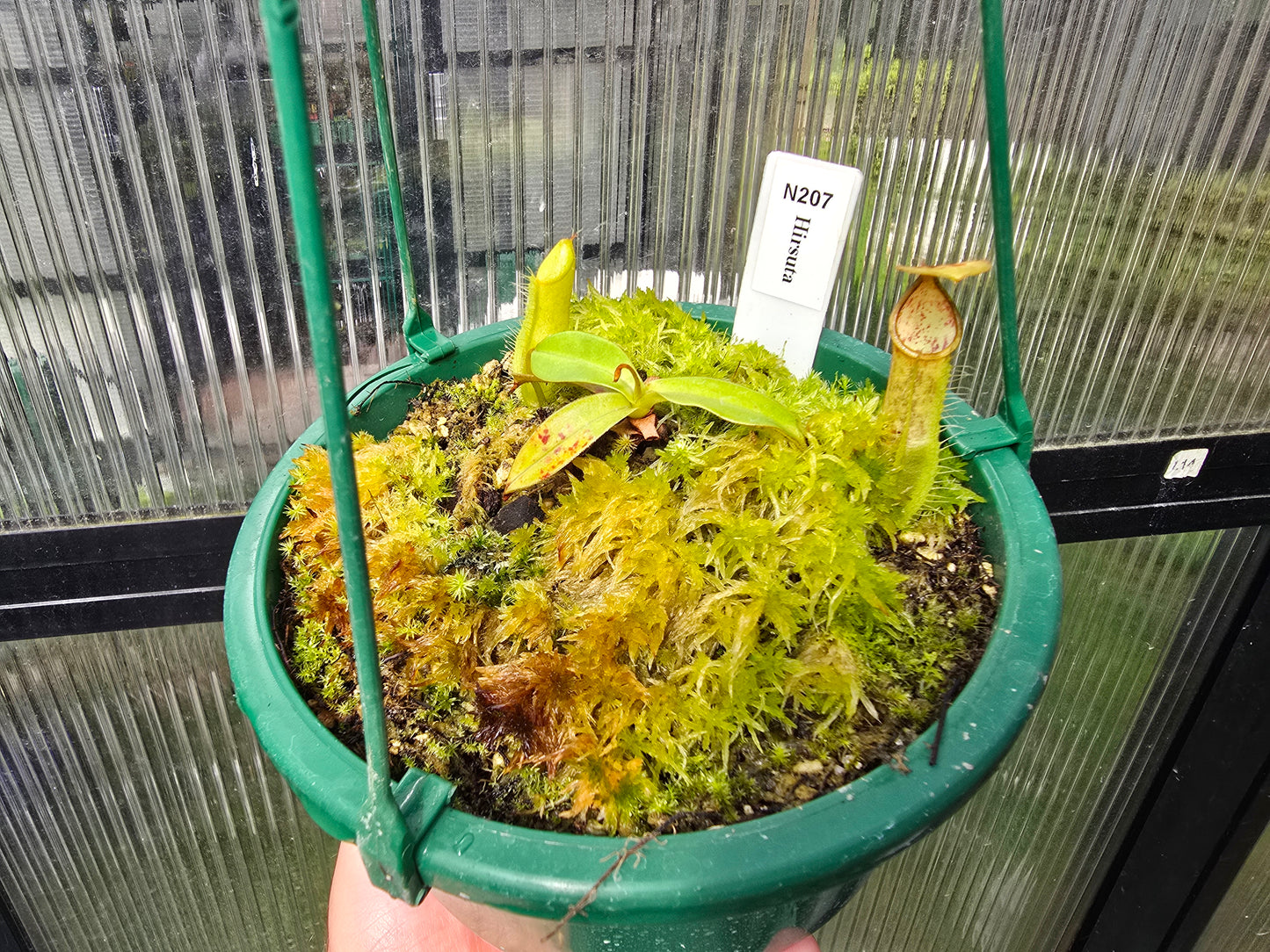 Nepenthes hirsuta - Lowland Tropical Pitcher Plant