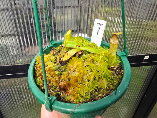 Nepenthes hirsuta - Lowland Tropical Pitcher Plant