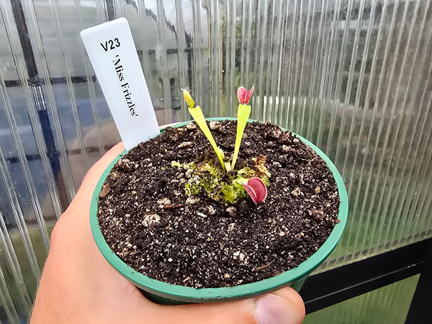 Dionaea muscipula 'Miss Frizzles' - Venus Fly Trap