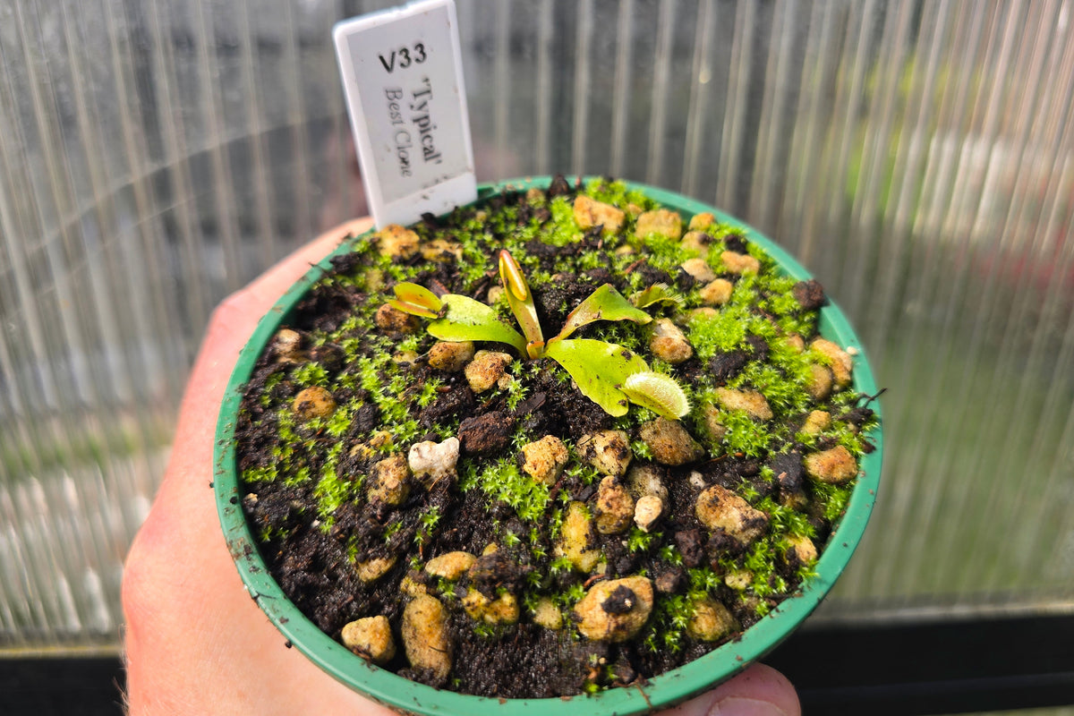 Dionaea muscipula "Our Best Typical Clone" - Venus Fly Trap