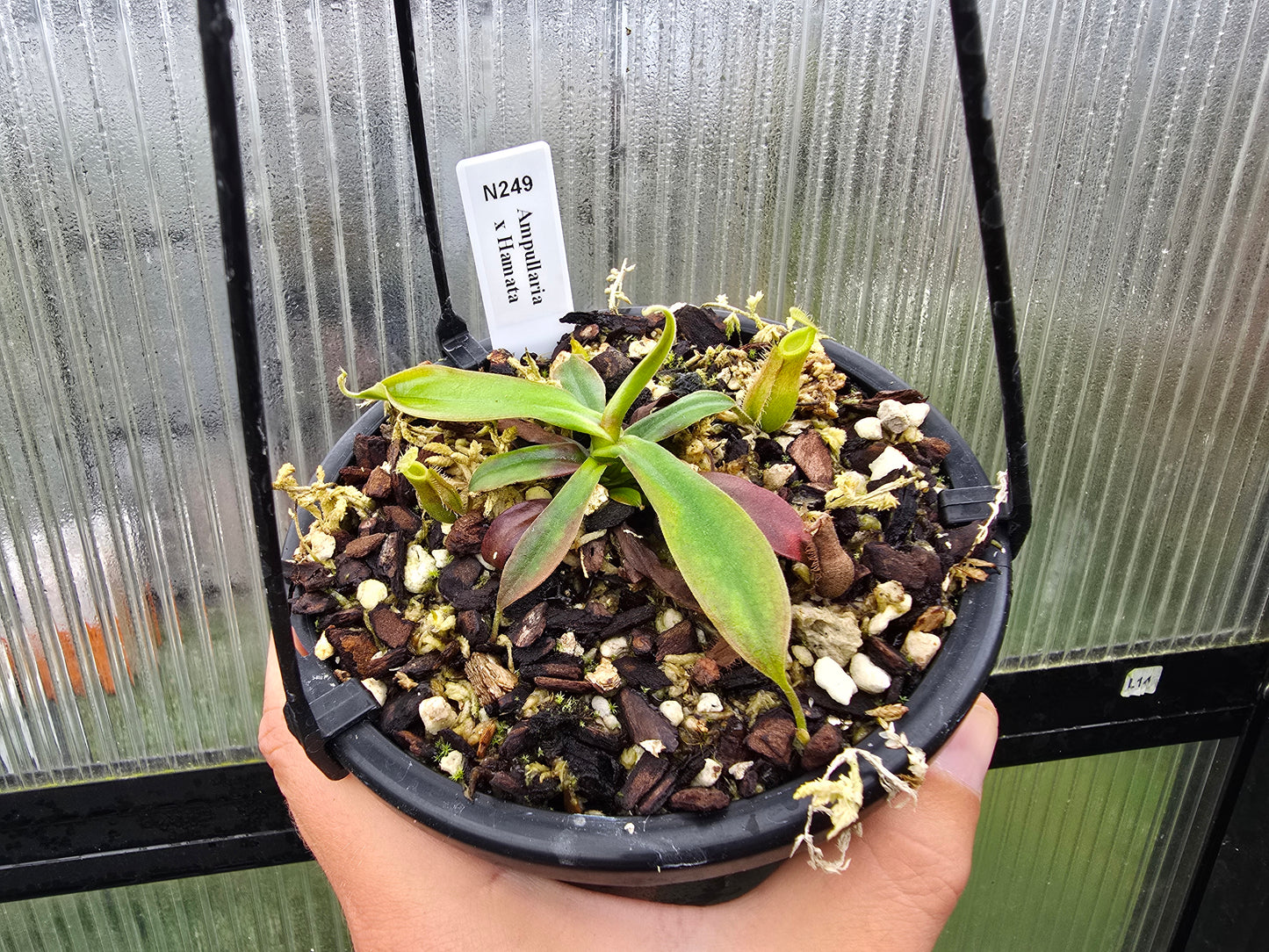 Nepenthes ampullaria x hamata - BE-3948 - Intermediate Tropical Pitcher Plant