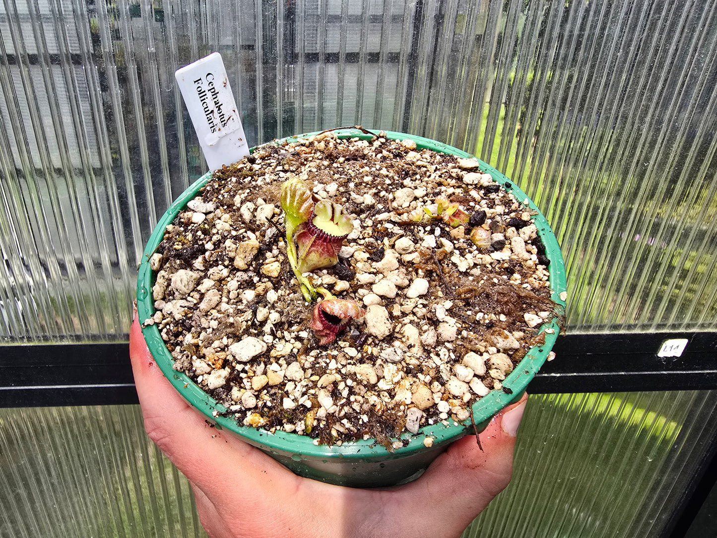 Cephalotus follicularis - Australian Pitcher Plant