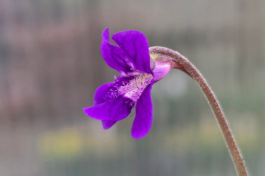 Pinguicula 'Rio Ara' - Cold Temperate Butterwort