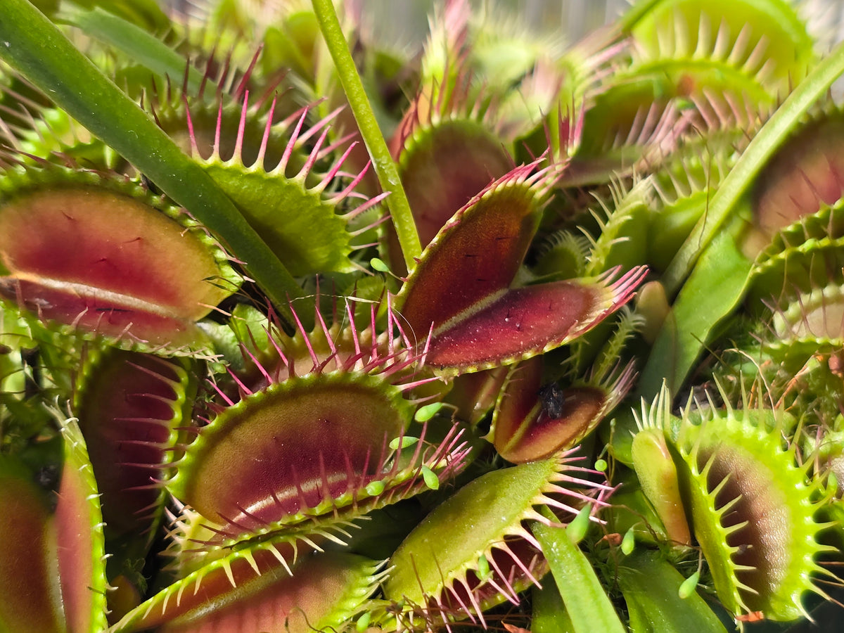 Dionaea muscipula 'DC XL’ - Venus Fly Trap