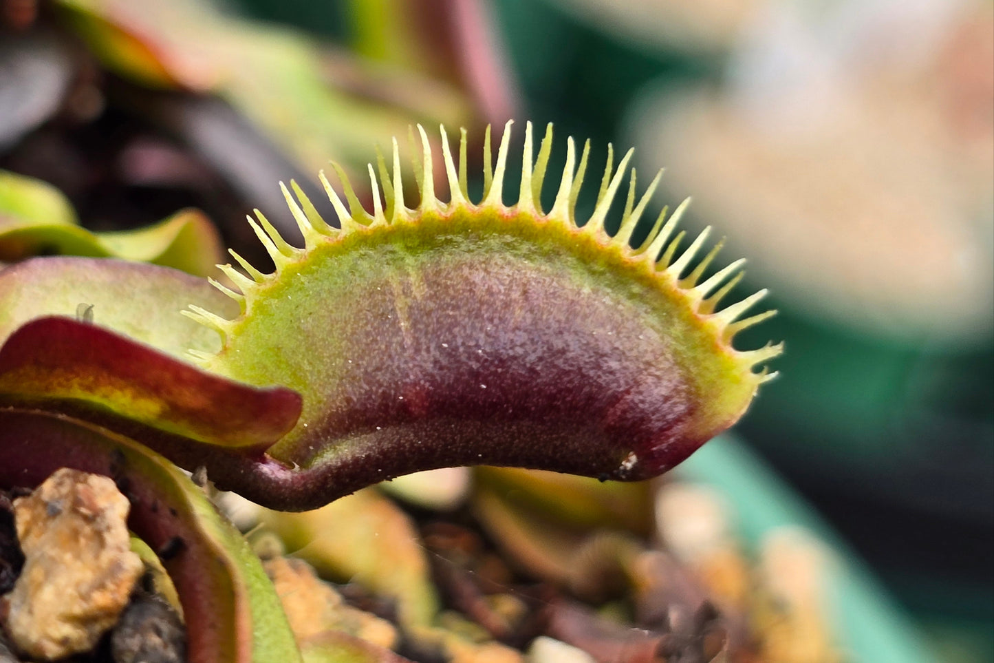 Dionaea muscipula 'Akai Ryu' "Red Dragon" - Venus Fly Trap