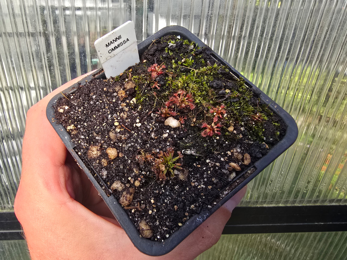 Drosera mannii x omissa - Pygmy Sundew