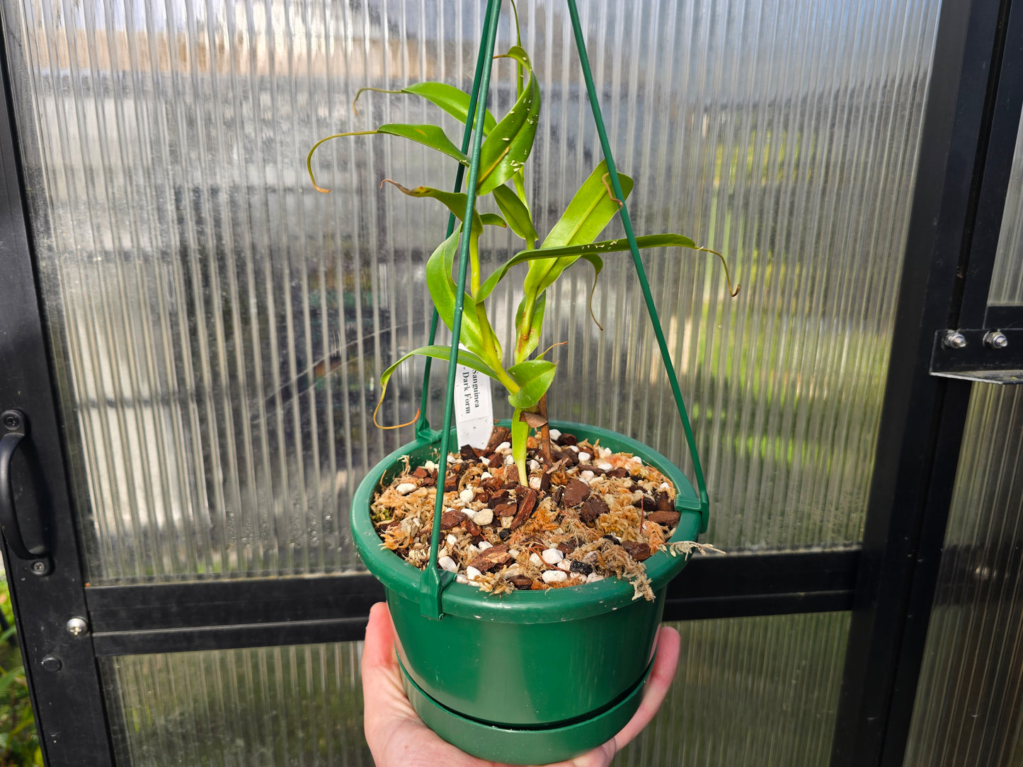 Nepenthes sanguinea 'Dark Form' - Intermediate Tropical Pitcher Plant