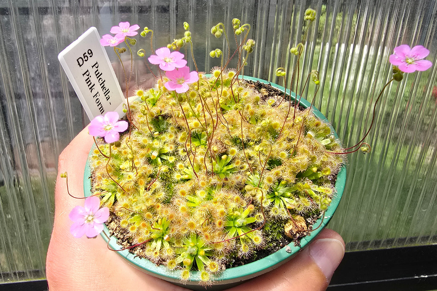 Drosera pulchella - Pink Form - Pygmy Sundew