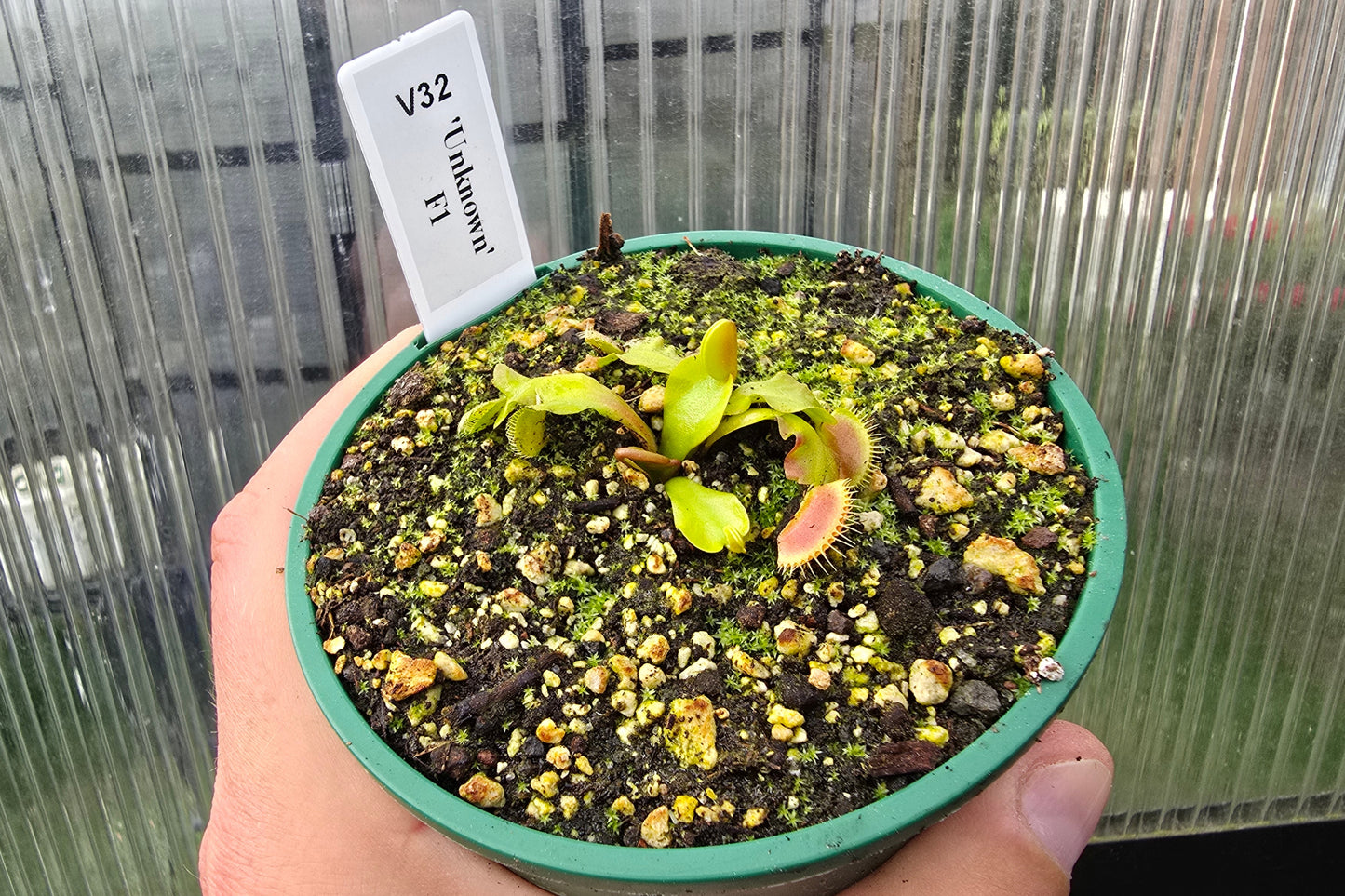 Dionaea muscipula 'Unkown' F1 - Venus Fly Trap