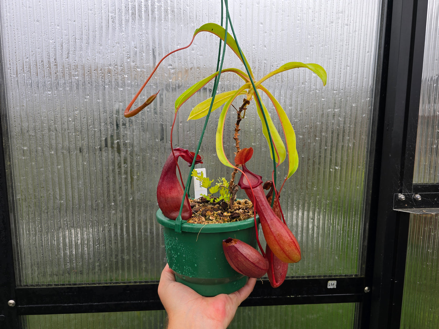 Nepenthes 'Ventrata' - Highland Tropical Pitcher Plant