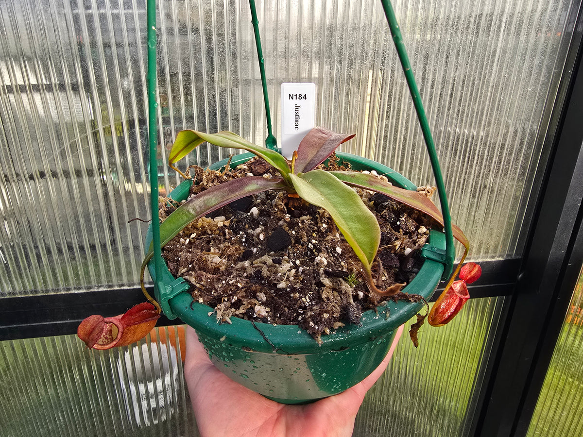 Nepenthes justinae - Intermediate Tropical Pitcher Plant