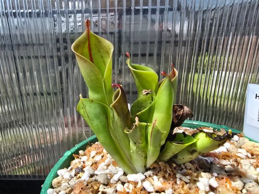 Heliamphora minor - Lesser Sun Pitcher