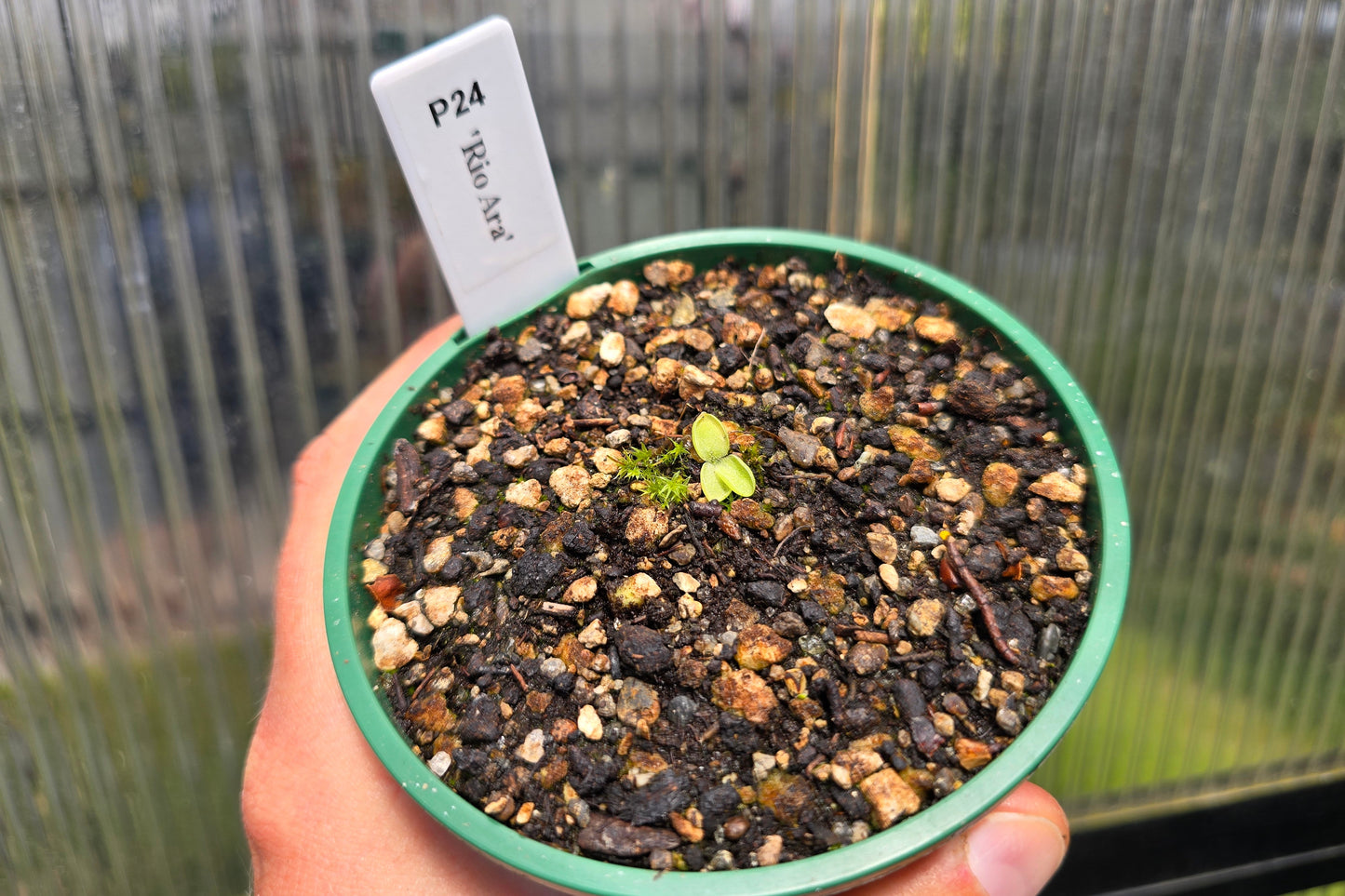 Pinguicula 'Rio Ara' - Cold Temperate Butterwort