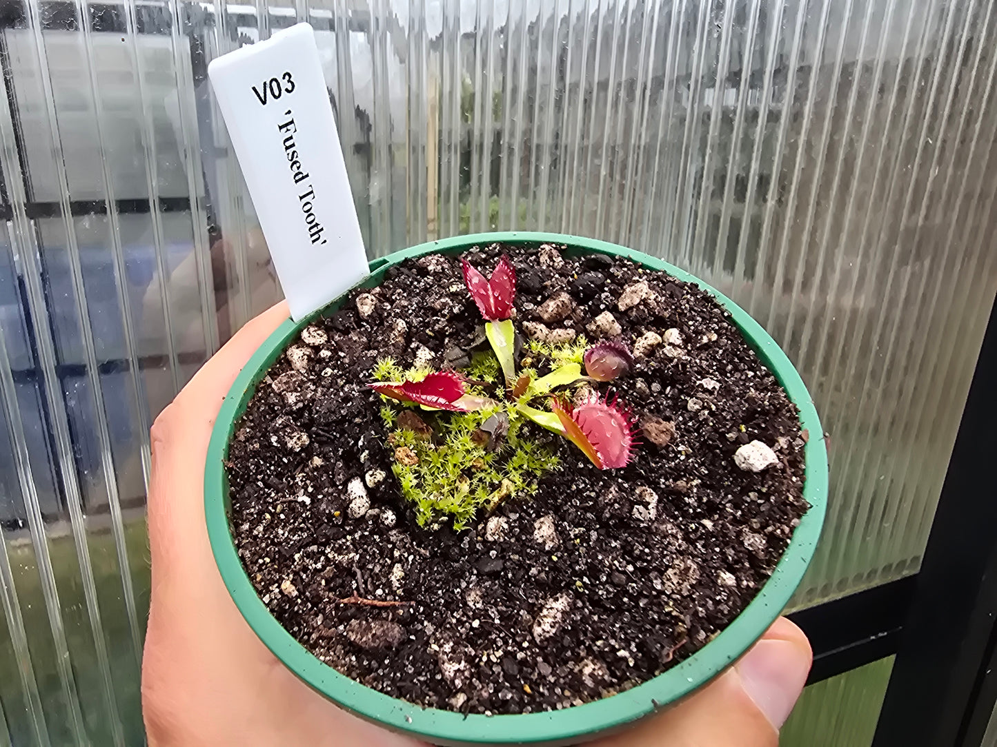 Dionaea muscipula 'Fused Tooth' - Venus Fly Trap