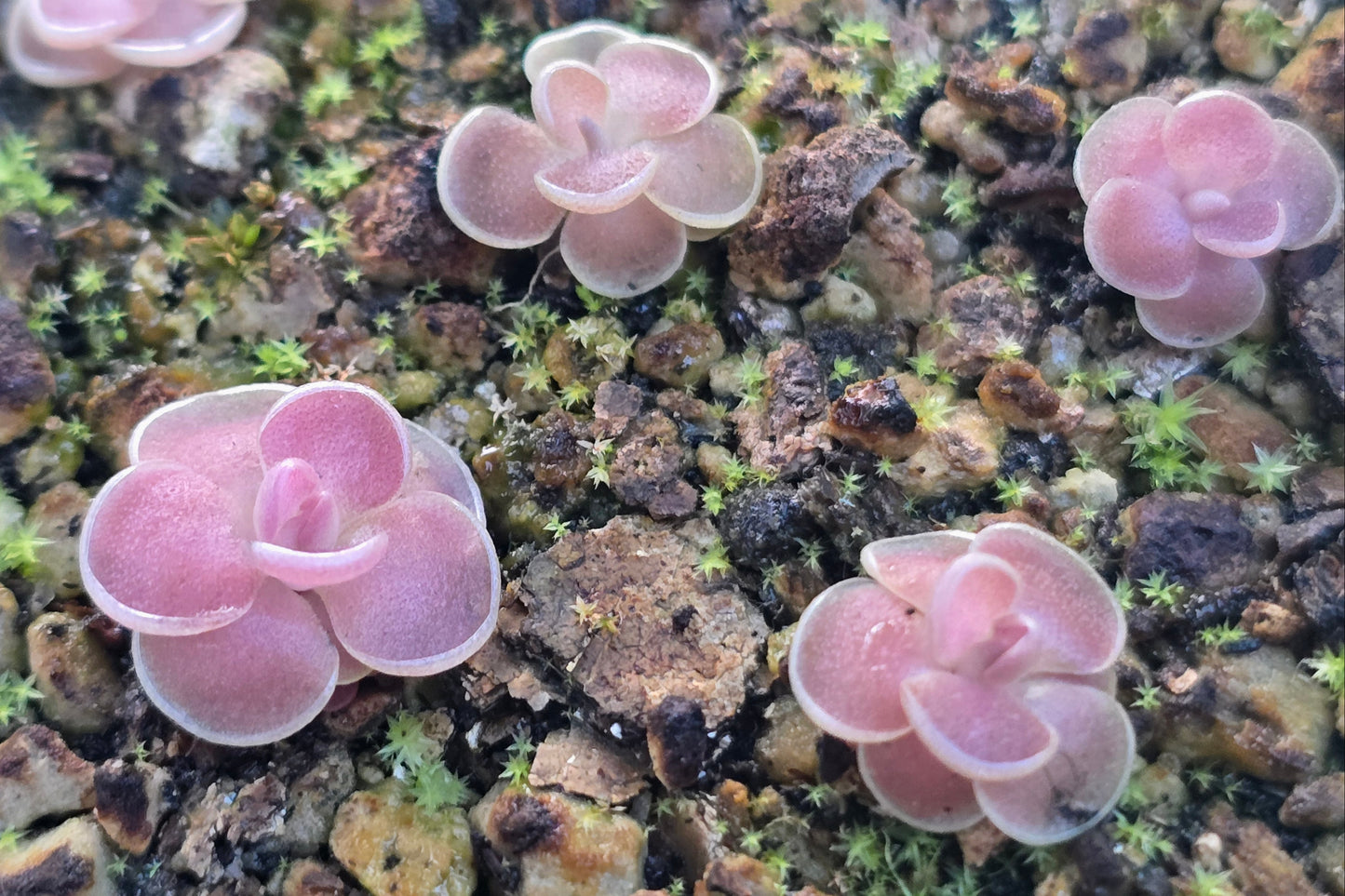 Pinguicula 'Florian' - Mexican Butterwort