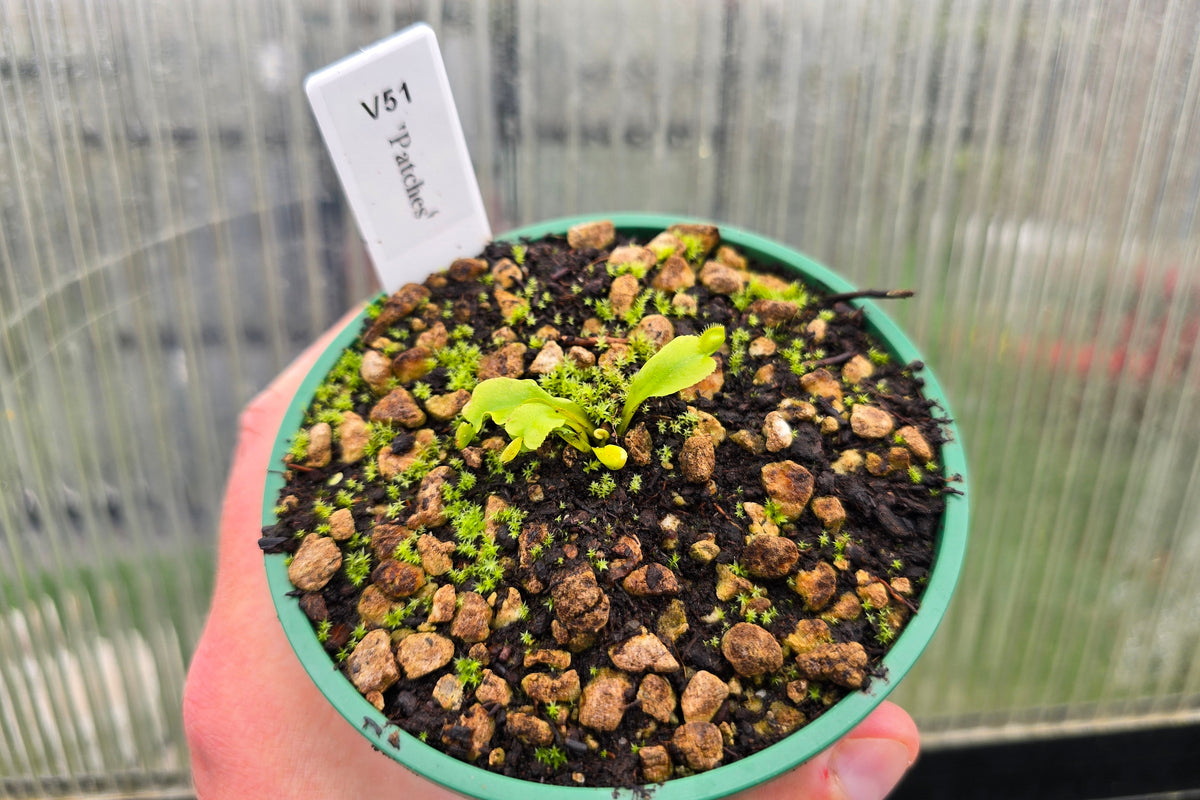 Dionaea muscipula 'Patches' - Venus Fly Trap