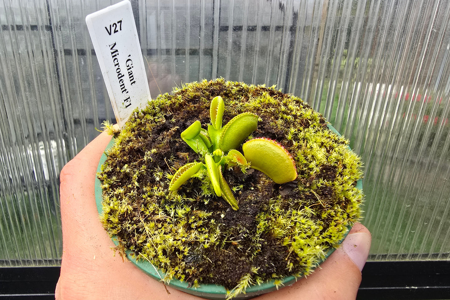 Dionaea muscipula 'Giant Microdent' F1 - Venus Fly Trap