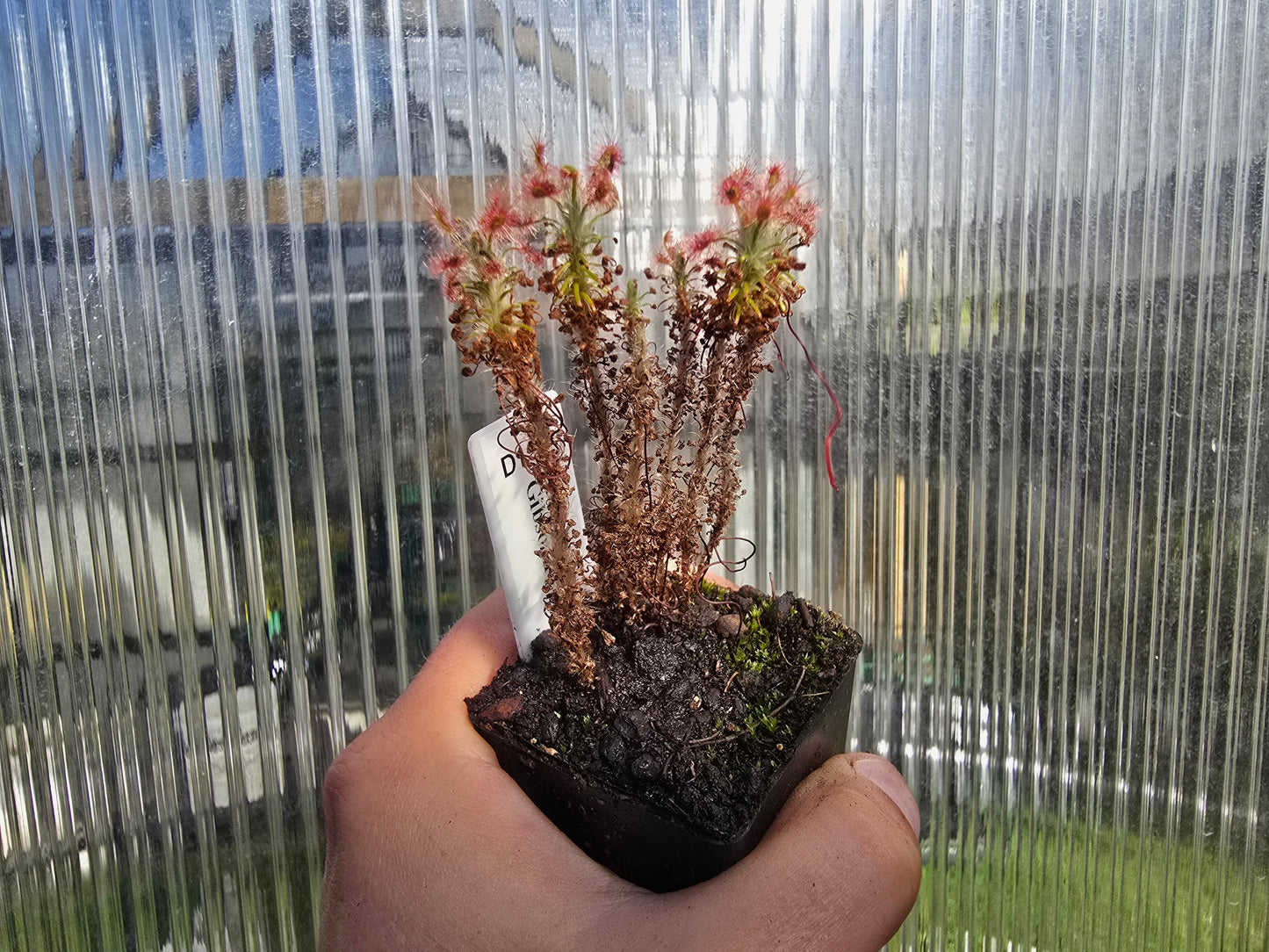 Drosera gibsonii - Pygmy Sundew