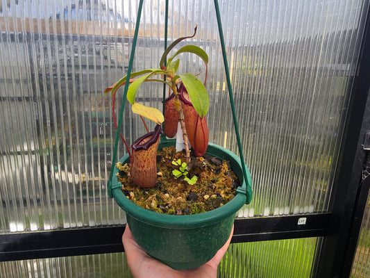 Nepenthes 'Petra' - Highland Tropical Pitcher Plant