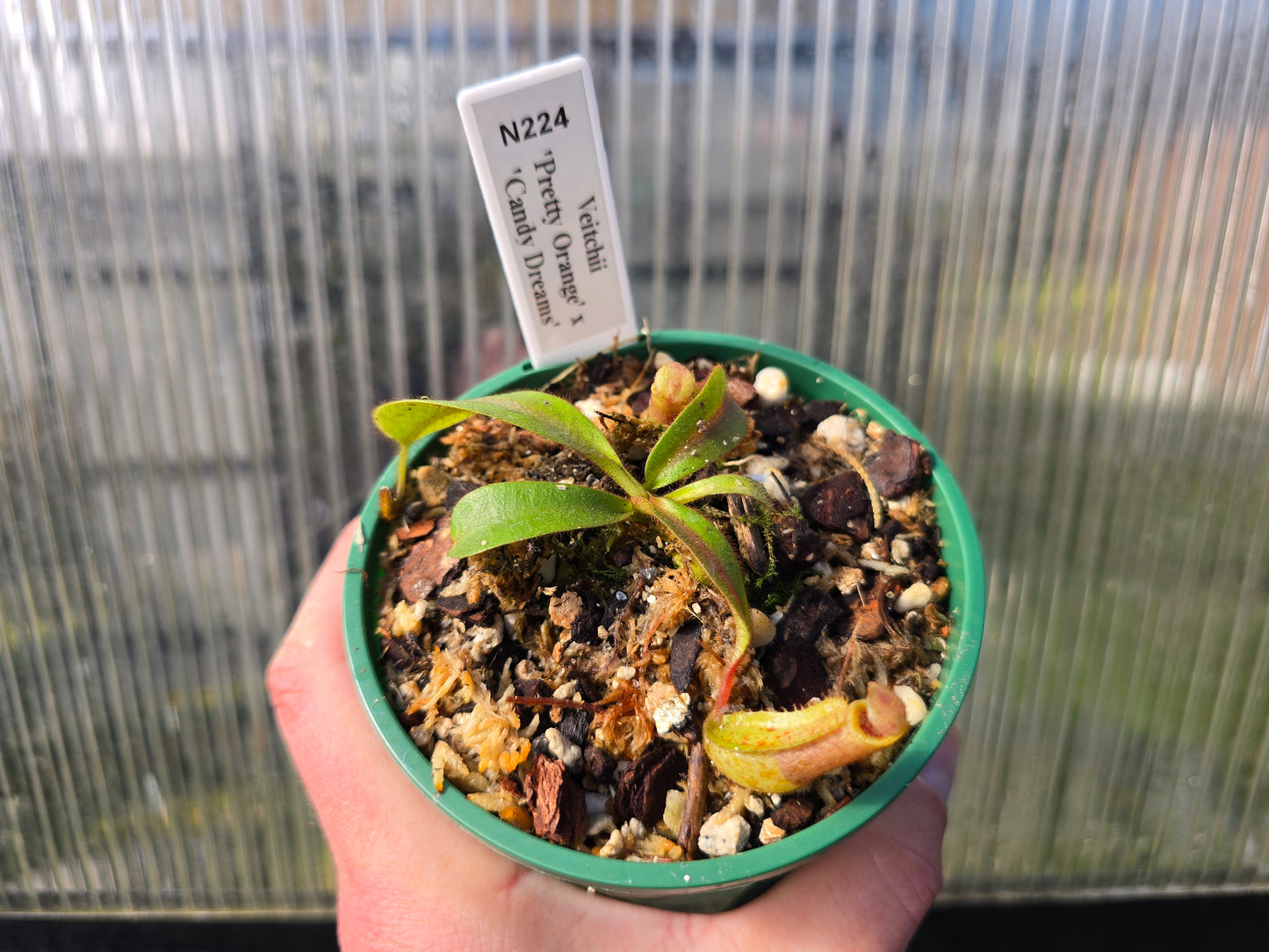 Nepenthes veitchii 'Pretty Orange' x 'Candy Dreams' - Intermediate Tropical Pitcher Plant