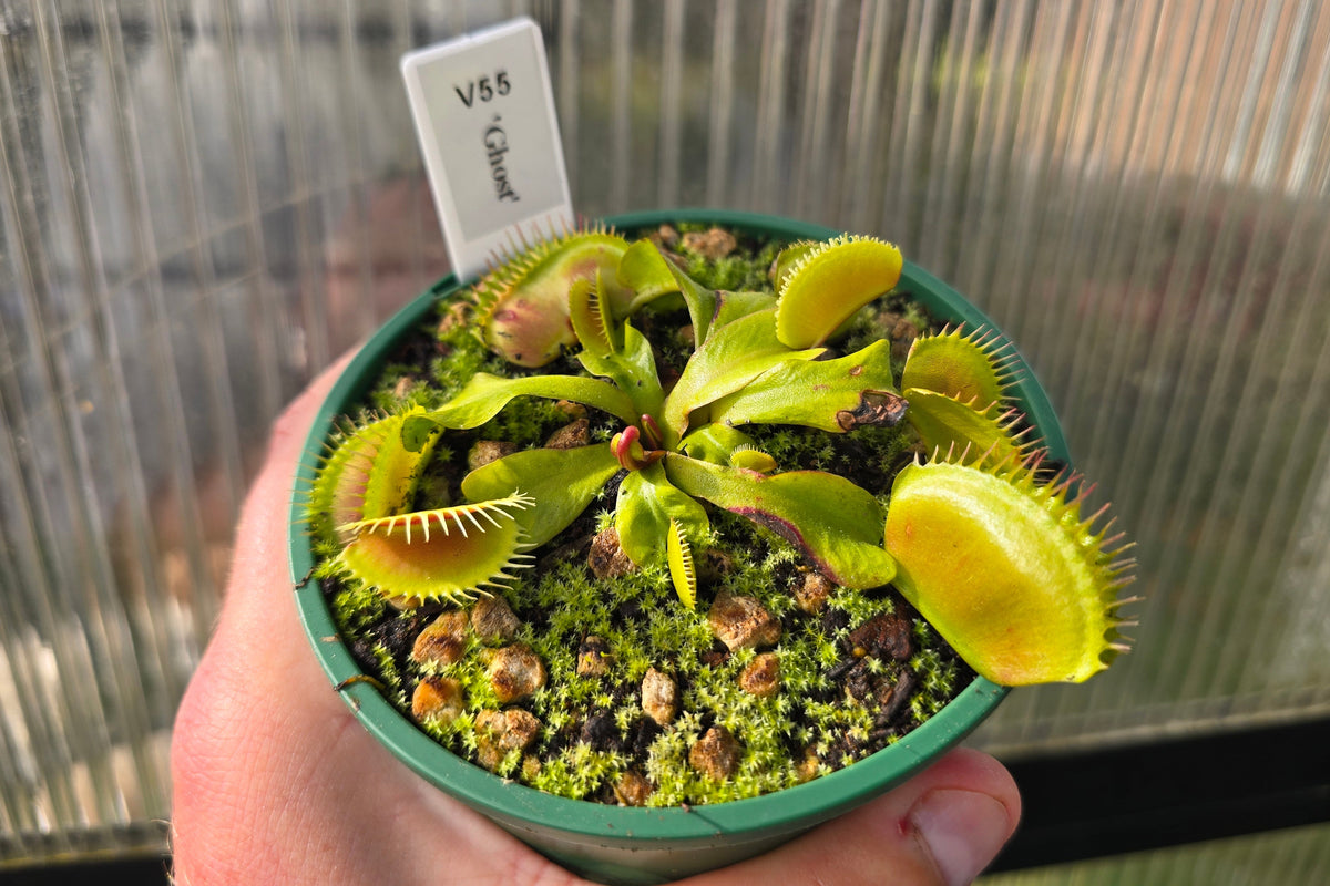 Dionaea muscipula 'Ghost' - Venus Fly Trap